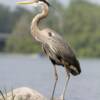 Blue heron wading