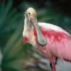 Rosette spoonbill wading.